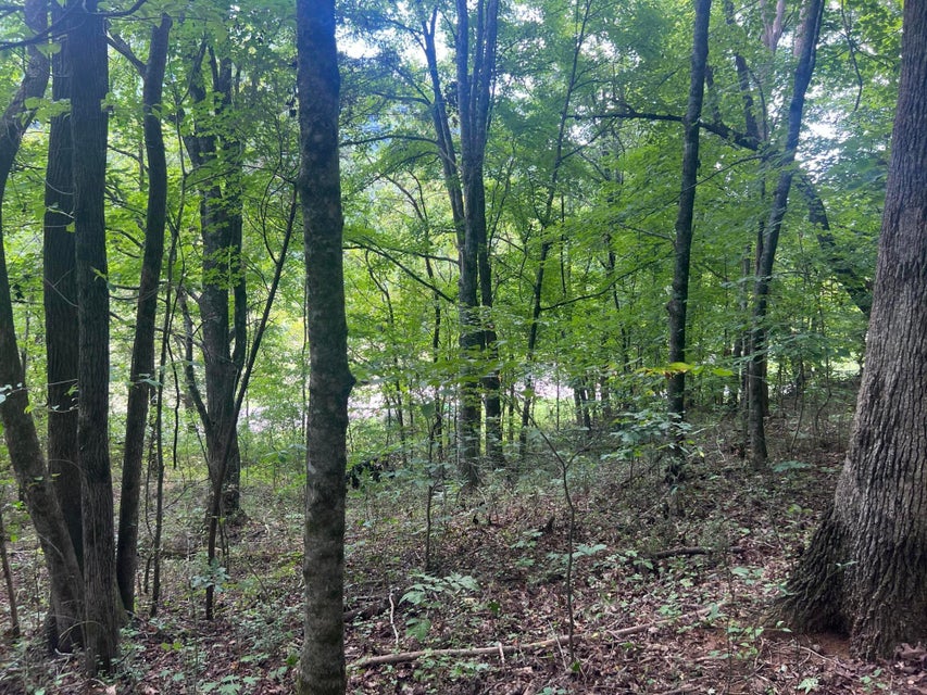 Photo #8: 0 Bays Mountain Road