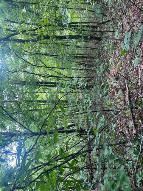 Photo #9: 0 Bays Mountain Road