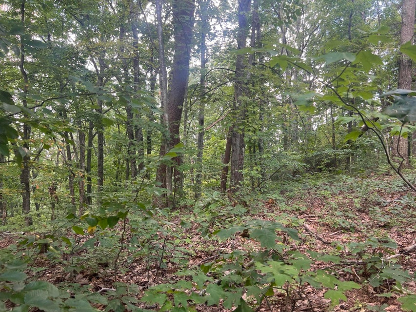 Photo #21: 0 Bays Mountain Road