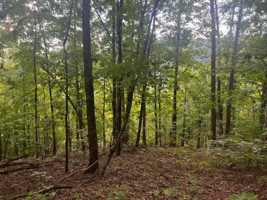 Photo #18: 0 Bays Mountain Road