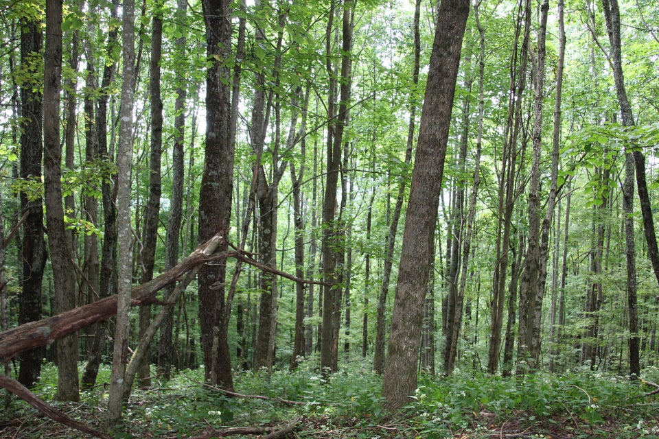 Photo #11: 000 Greer Road