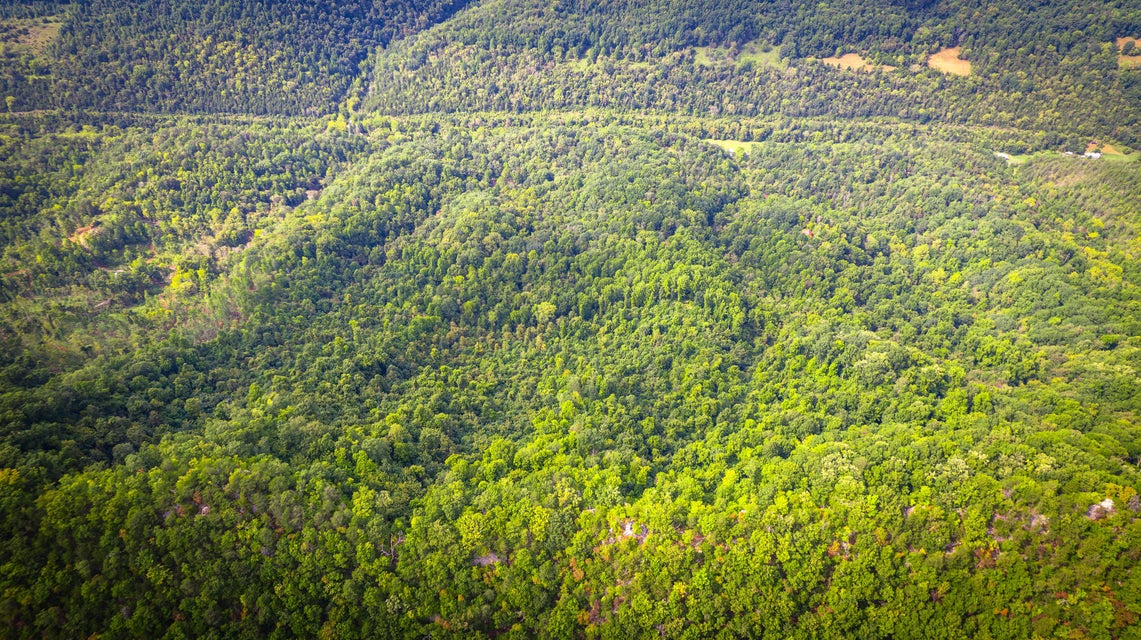 Photo #57: 5384 Clinch Mountain Road
