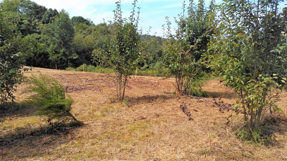 2 Pates Hill Road, Mosheim, Tennessee 37818 — Apple.Re