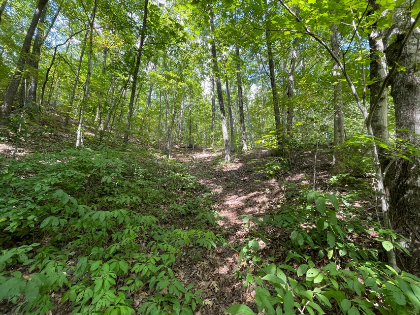 Photo #3: 1327 Yellowwood Drive