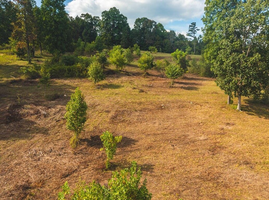 Photo #3: 200 Acres War Creek Road