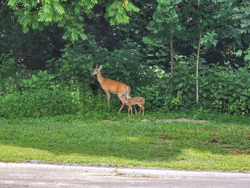 Photo #92: 24199 Redstone Drive