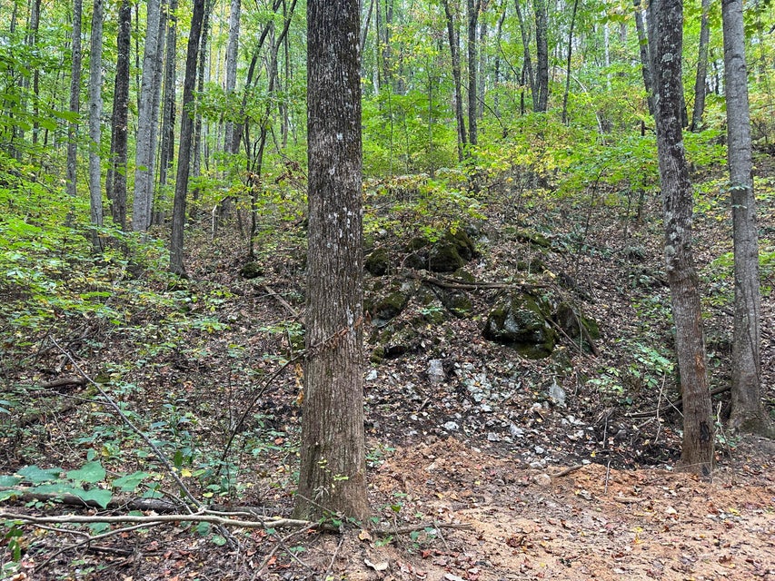 Photo #9: Tbd Critter Way
