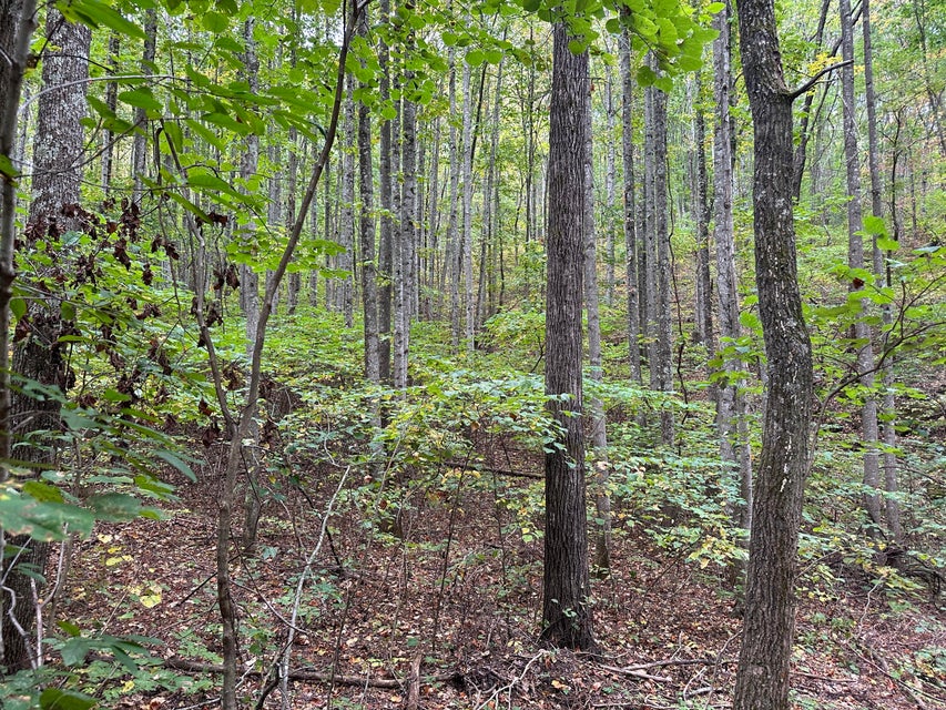 Photo #12: Tbd Critter Way