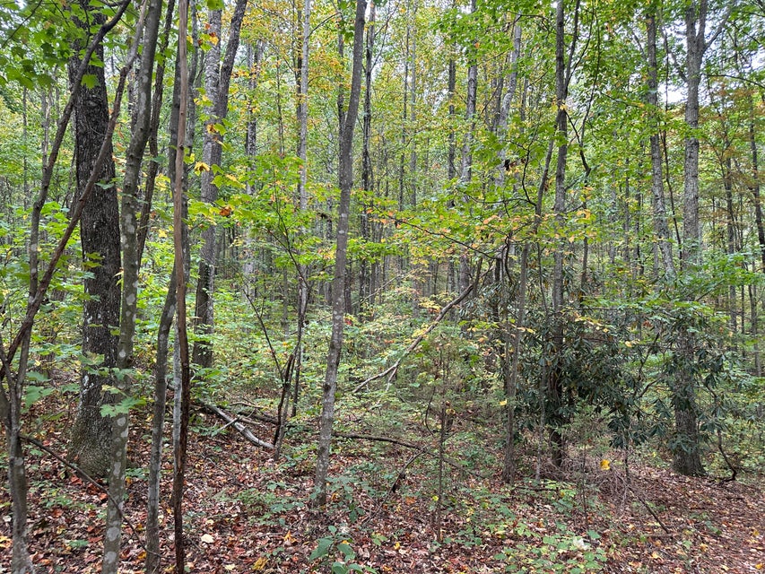 Photo #16: Tbd Critter Way