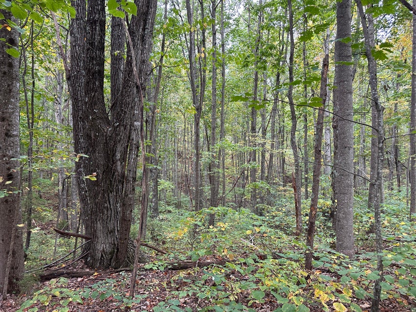 Photo #26: Tbd Critter Way