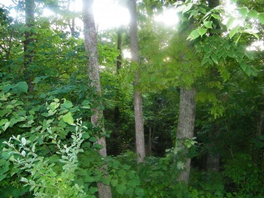 Photo #3: 0 Log Cabin Lane