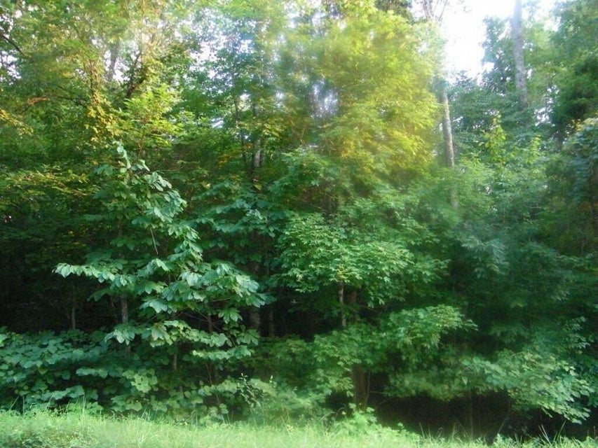 Photo #12: 0 Log Cabin Lane