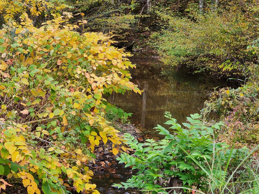 Photo #27: Tbd Carter Cave Road