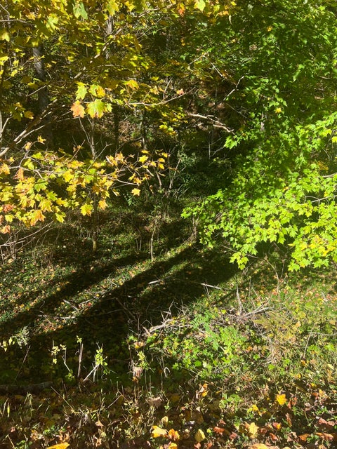 Photo #3: Tbd Rice Creek Road