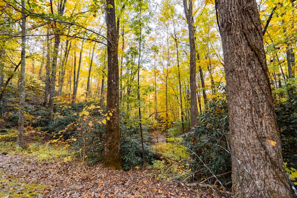 Photo #44: 1072 Lower Paint Creek Road