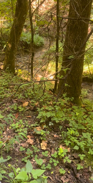 Photo #16: Tbd Mosier Rd