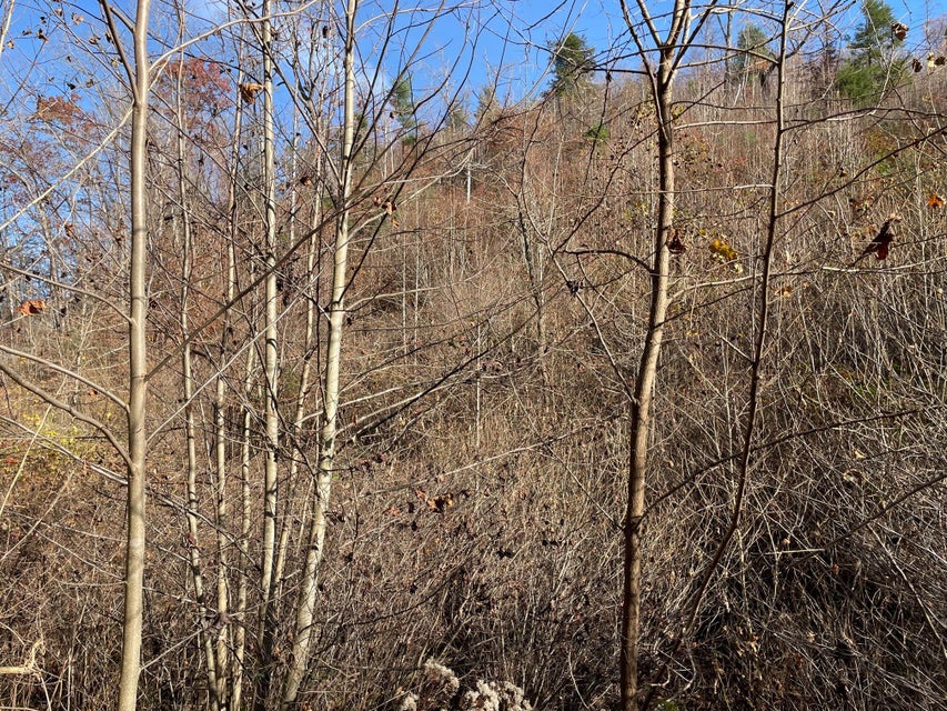 Photo #31: Tract # 9 Shelleys Road