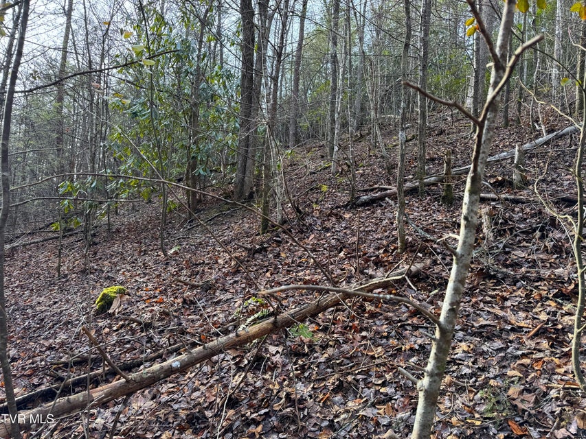 Photo #4: Lot 10 Black Gum Gap Road