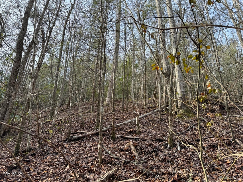 Photo #6: Lot 10 Black Gum Gap Road