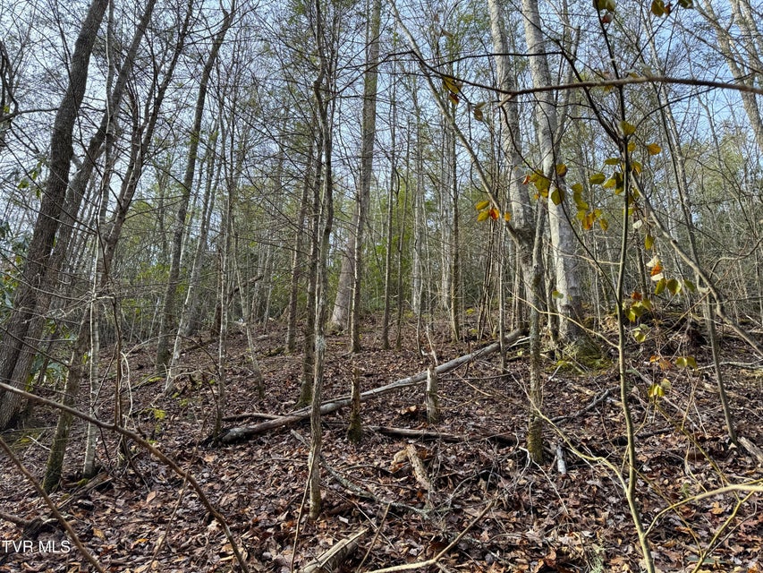 Photo #7: Lot 10 Black Gum Gap Road