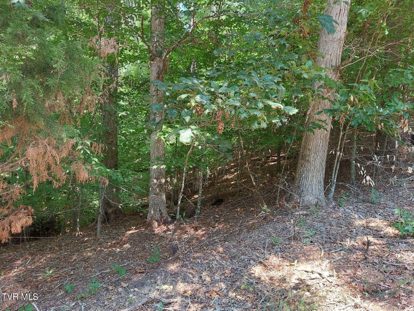 Photo #18: 3.57 Acres Tyler Court & Stoneway Place