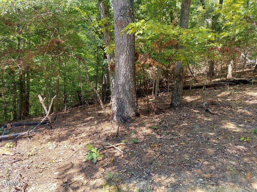 Photo #26: 3.57 Acres Tyler Court & Stoneway Place