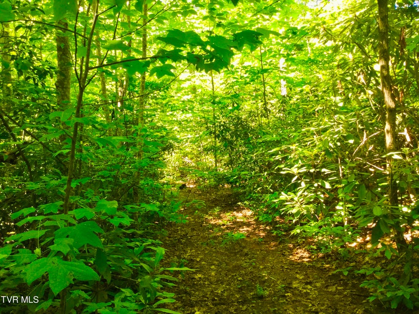 Photo #4: 22.83/Ac Tbd Sciota Road