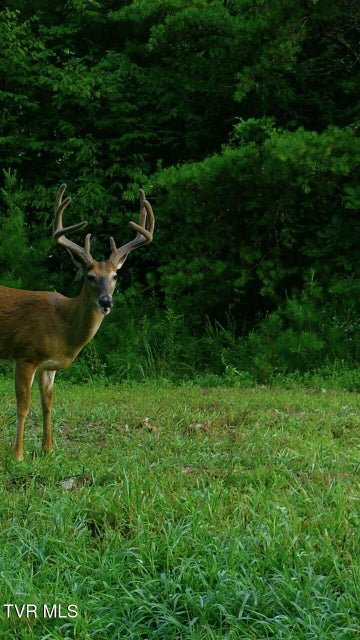 Photo #43: 174 Carr Hollow Rd Road