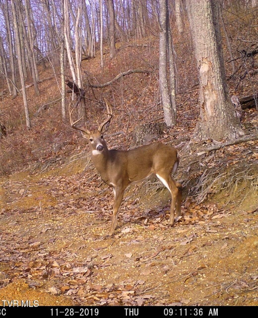 Photo #46: 174 Carr Hollow Rd Road