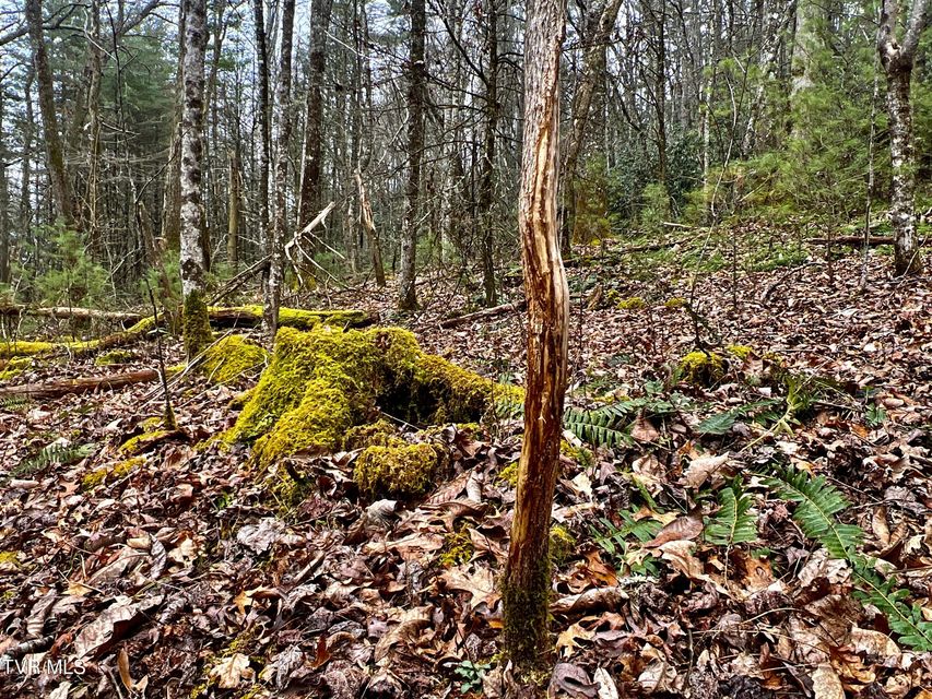 Photo #17: 104ac Tbd Fire Tower Road