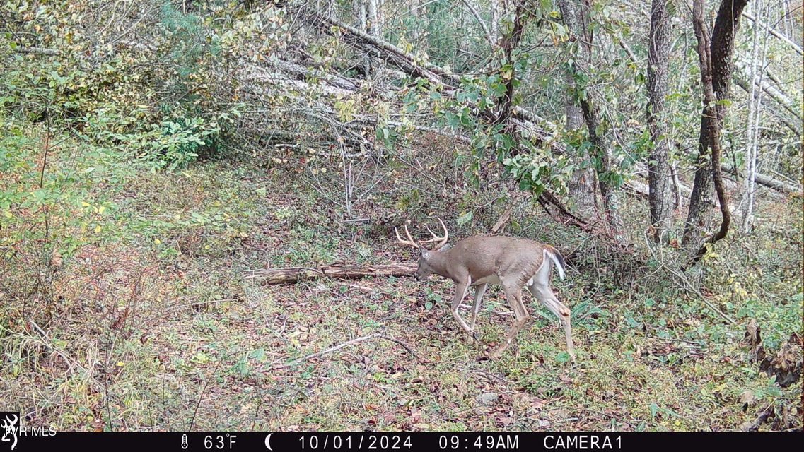 Photo #26: 104ac Tbd Fire Tower Road