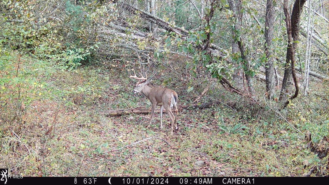 Photo #28: 104ac Tbd Fire Tower Road