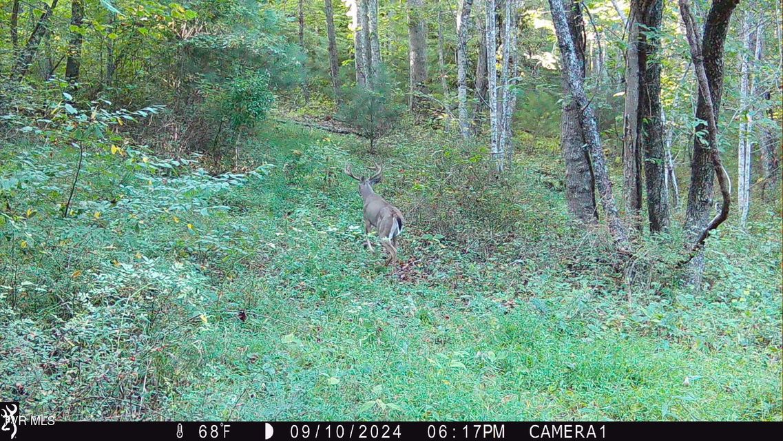 Photo #31: 104ac Tbd Fire Tower Road