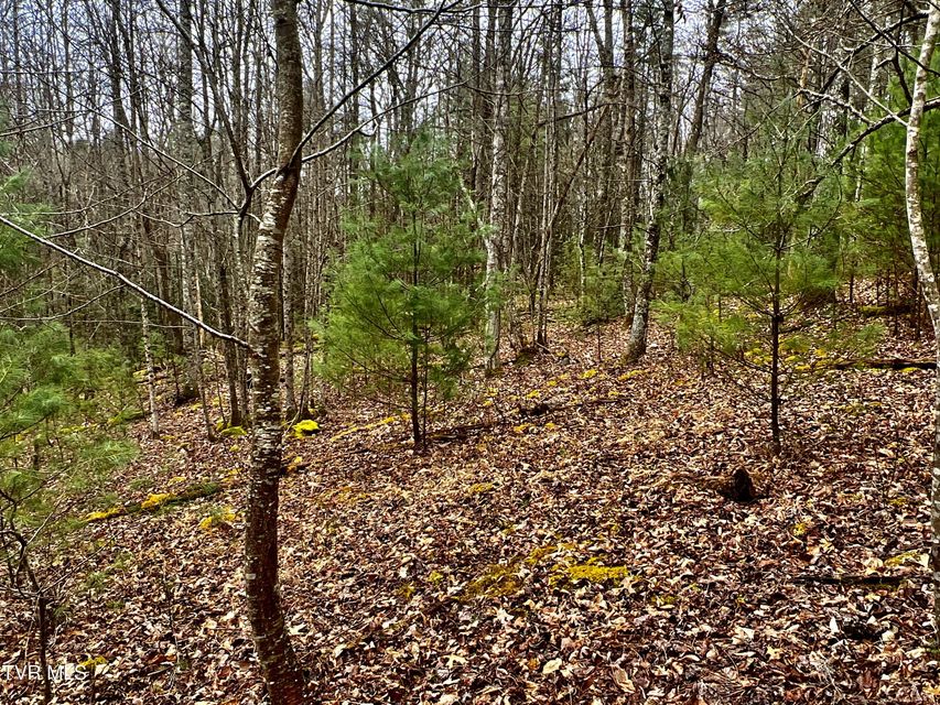 Photo #40: 104ac Tbd Fire Tower Road