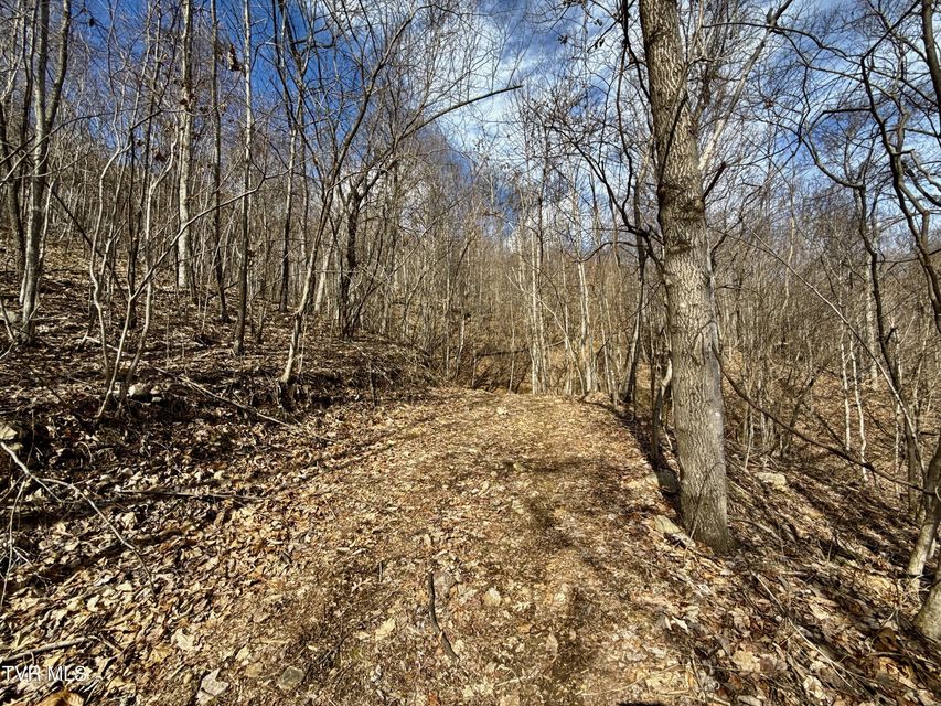 Photo #3: Lot 1 Caney Creek Lane