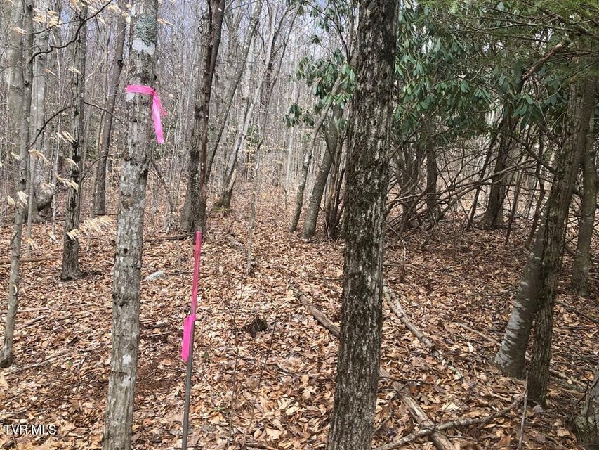 Photo #17: 00 Helton Creek Lane