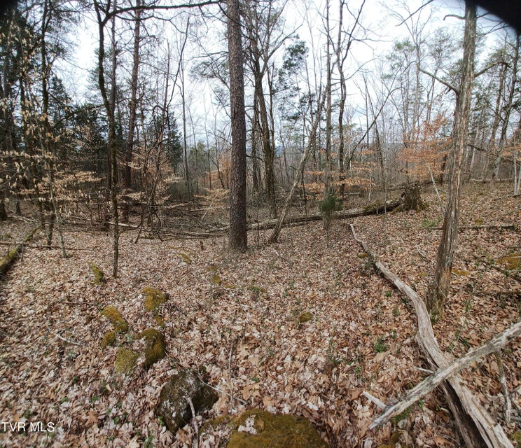 Photo #10: 20 Acres Tbd Dunville Gap Road