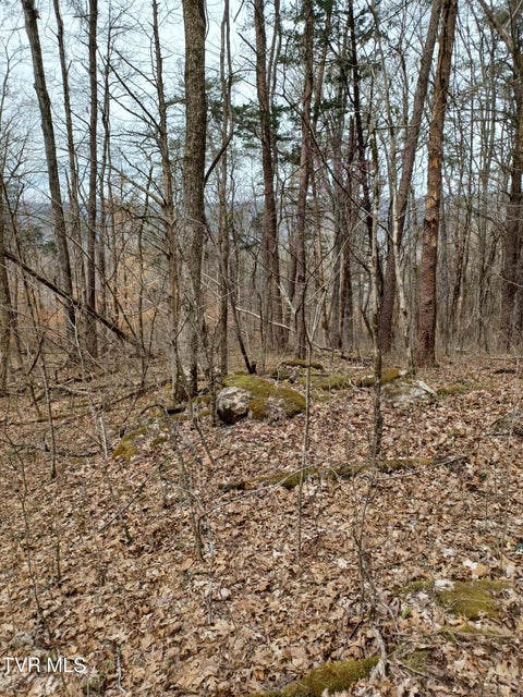 Photo #15: 20 Acres Tbd Dunville Gap Road