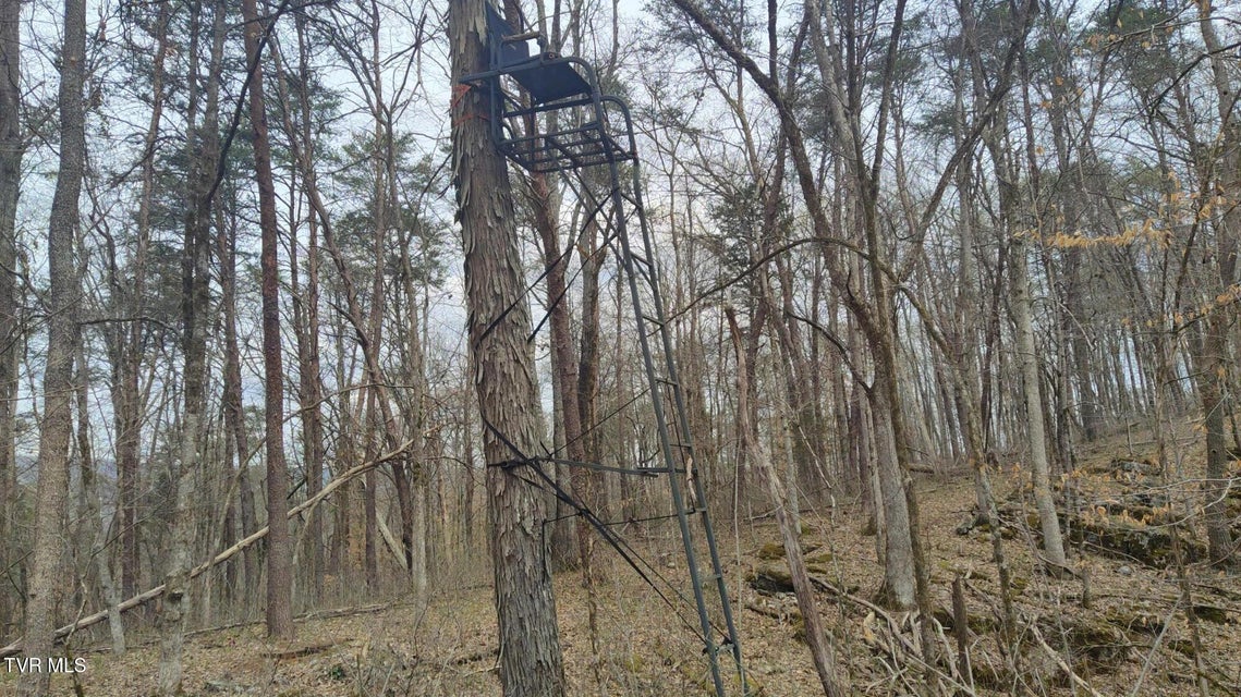 Photo #13: 20 Acres Tbd Dunville Gap Road
