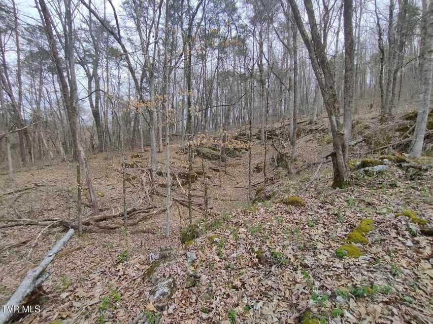 Photo #16: 20 Acres Tbd Dunville Gap Road