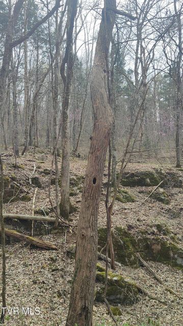 Photo #18: 20 Acres Tbd Dunville Gap Road