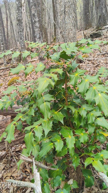 Photo #11: 20 Acres Tbd Dunville Gap Road