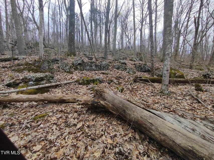 Photo #19: 20 Acres Tbd Dunville Gap Road