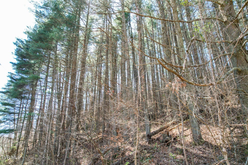 Photo #19: 35 Ac Payne Hollow Rd