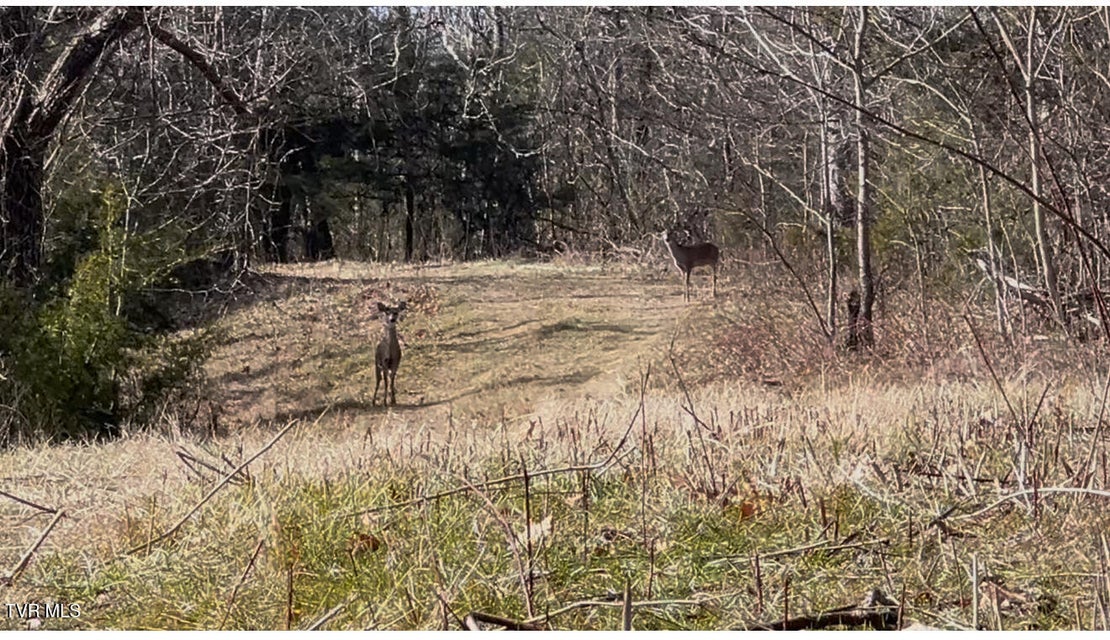Photo #21: 71/Ac Tbd Smithtown Road
