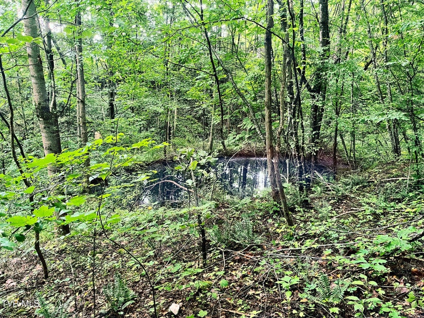 Photo #81: 1098-1 Paint Mountain Road