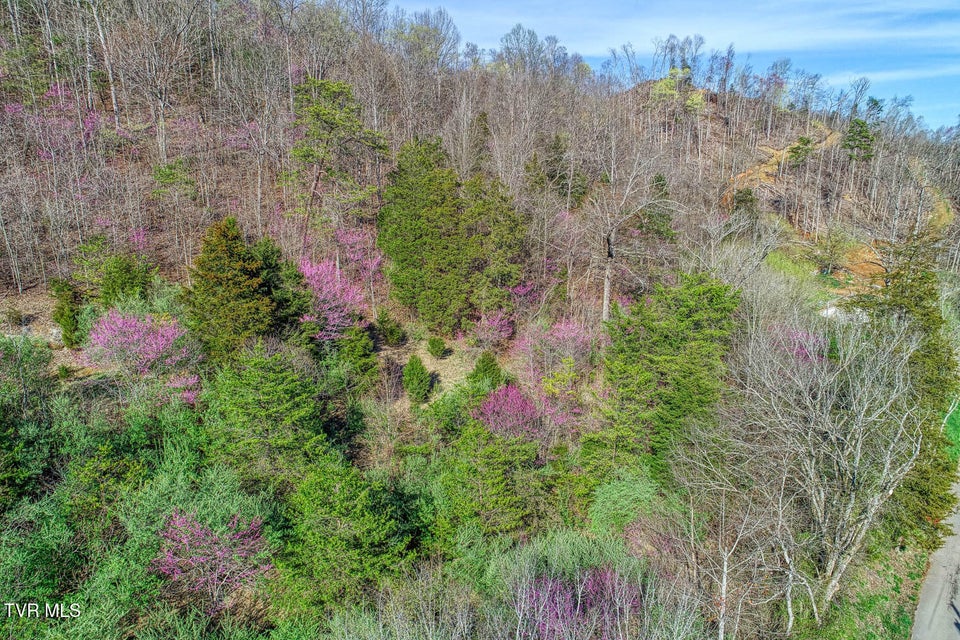 Photo #9: 000 Sensabaugh Hollow Road
