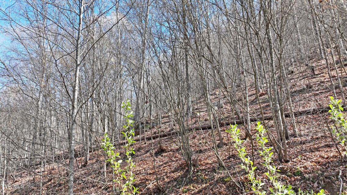 Photo #10: 0 Guesses Fork