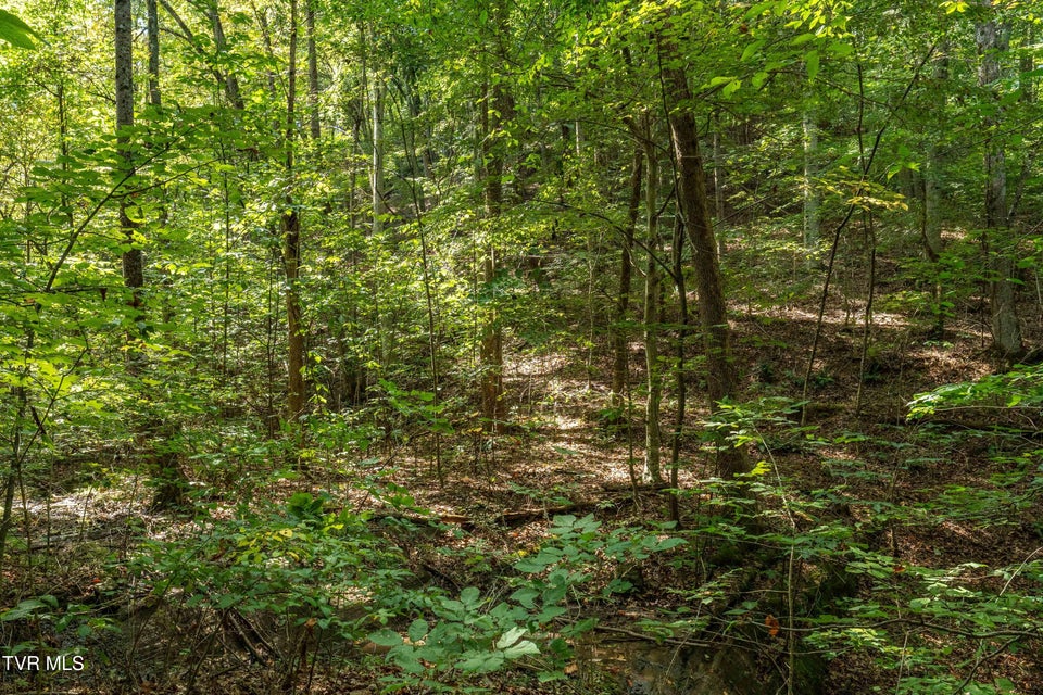 Photo #22: Tbd Ninny Ridge Rd