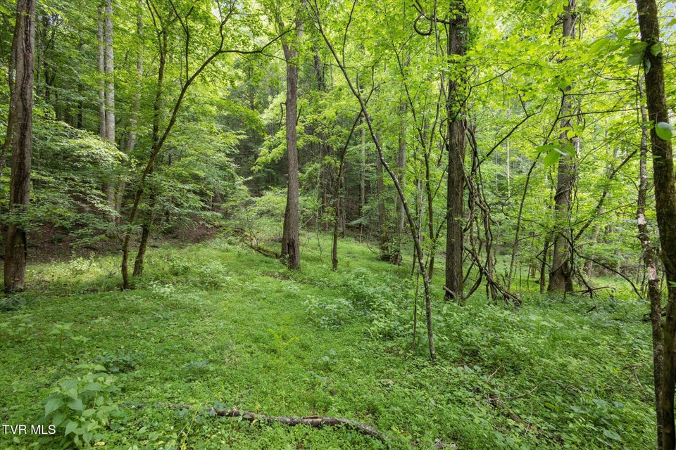 Photo #4: Tbd Rich Hollow Road